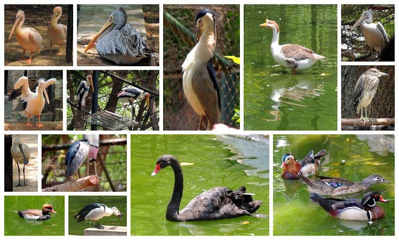 The Mysore Zoo